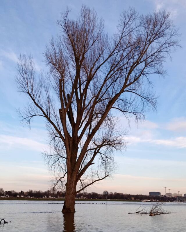 #flood #tree #water #nofilter #river