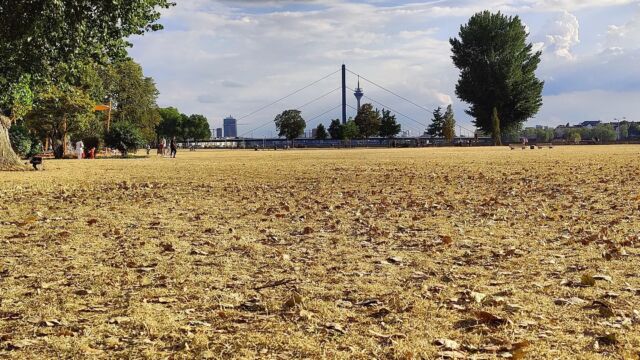 The long draught and the fading summer transforms the gardens and lawns into seas of gold.  #oneplus9pro #photography #nature #city #draught #desert #duesseldorf #rhine