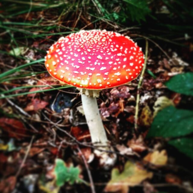 Mushroom season