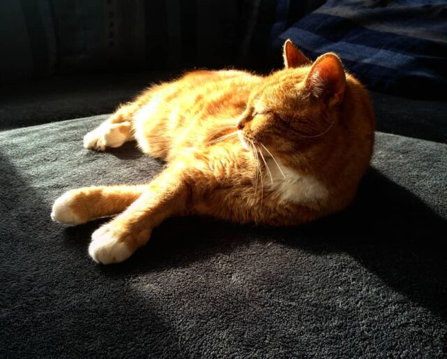 Lazy sun-day for the cat.  #cat #sun #couch #lazy